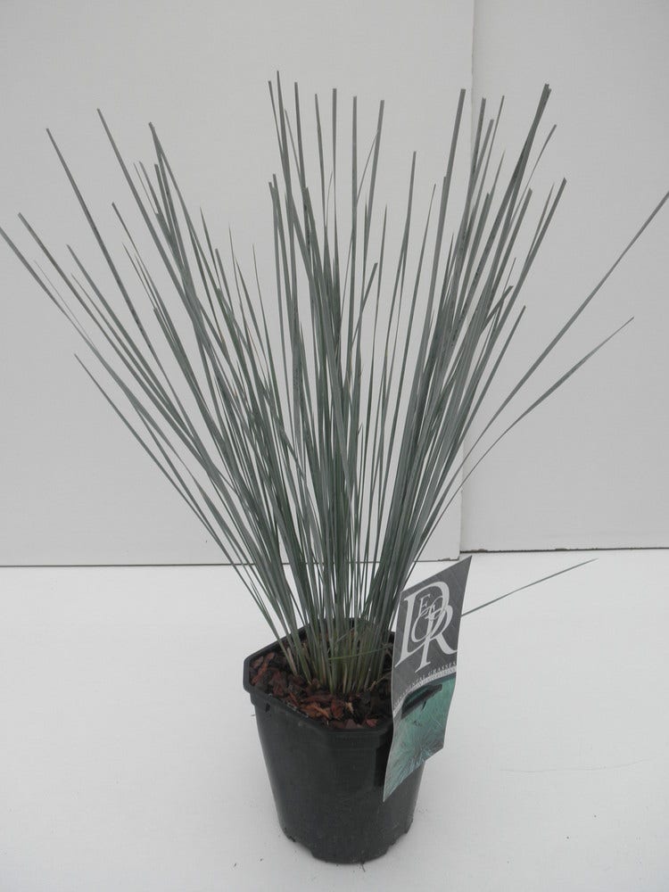  Sierhaver (Helictotrichon Sempervirens)