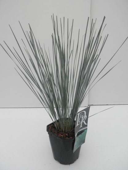  Sierhaver (Helictotrichon Sempervirens)