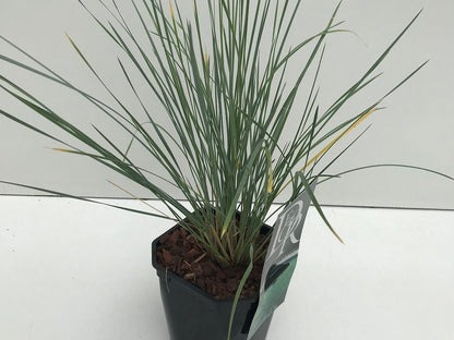 Sierhaver (Helictotrichon Sempervirens)