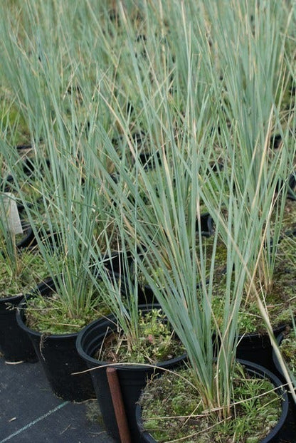  Sierhaver (Helictotrichon Sempervirens)