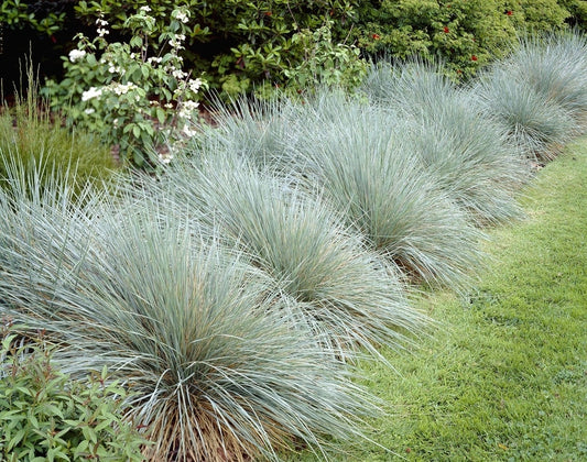  Sierhaver (Helictotrichon Sempervirens)
