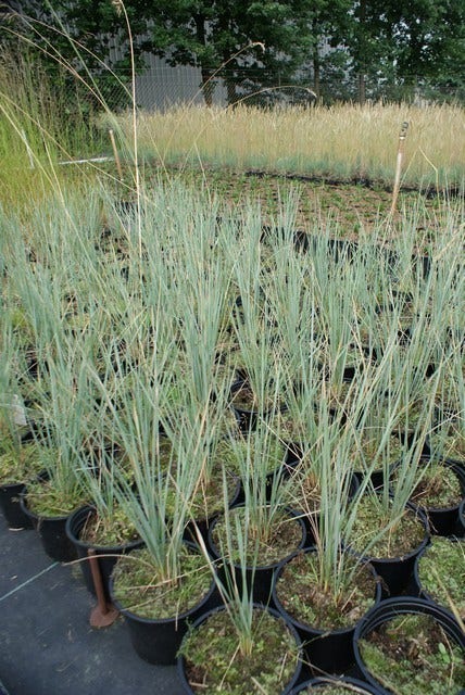  Sierhaver (Helictotrichon Sempervirens)