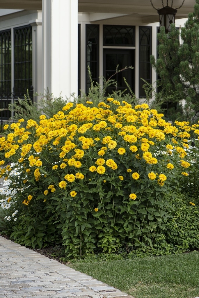  Zonneoog (Heliopsis Helianthoides 'Summer Sun')