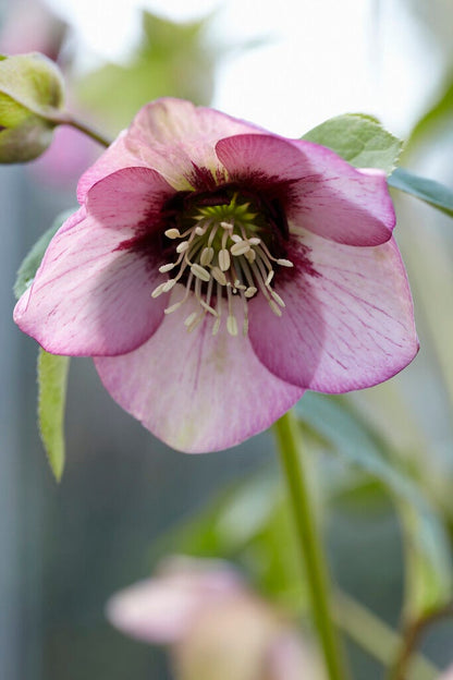  Nieskruid (Helleborus Orientalis)
