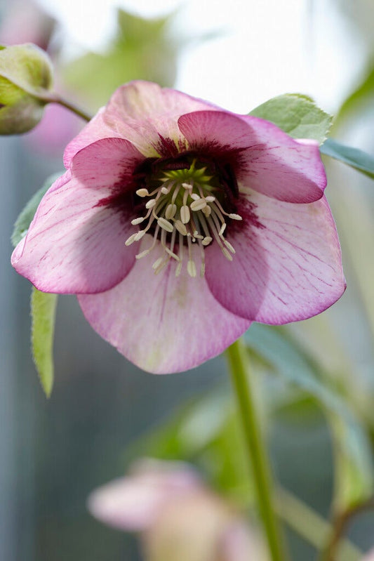  Nieskruid (Helleborus Orientalis)