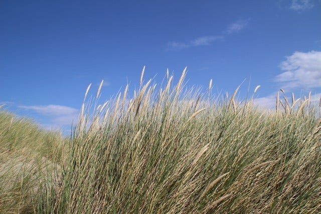  Helmgras (Ammophila Arenaria)