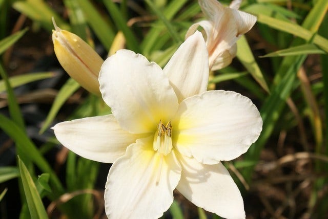  Daglelie (Hemerocallis 'Arctic Snow')