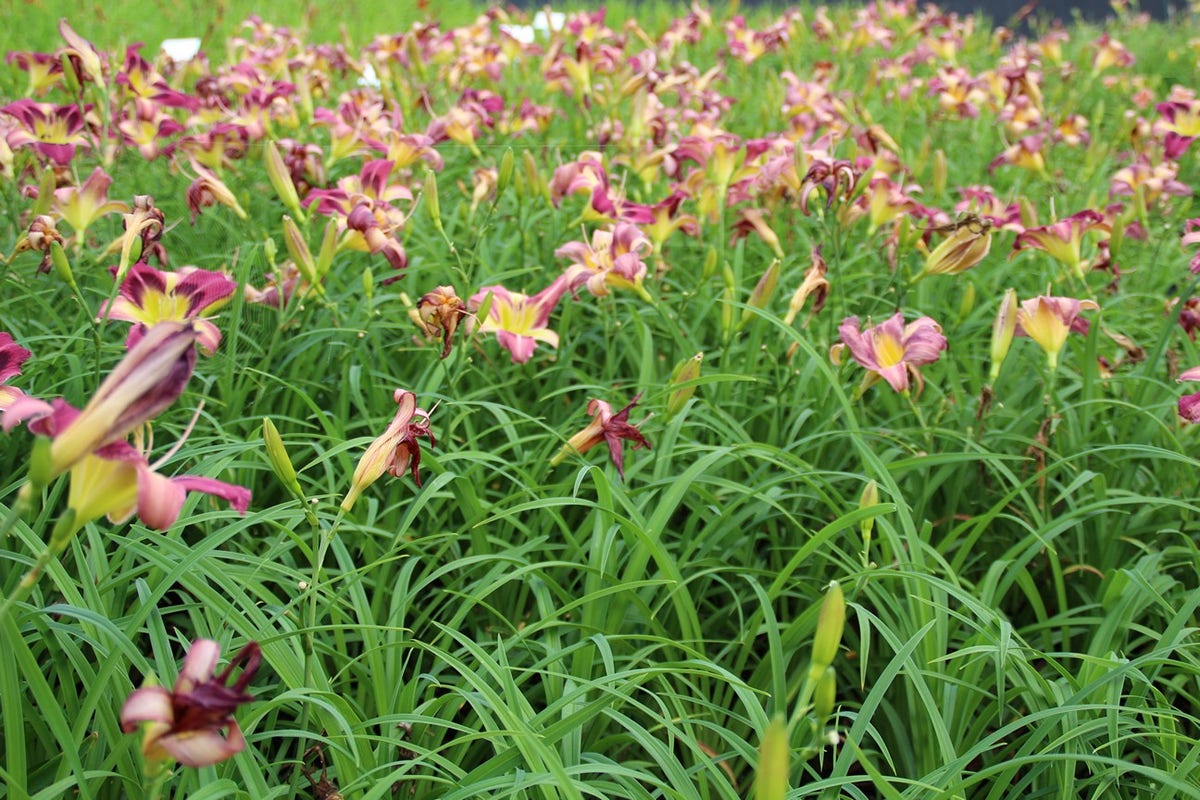  Daglelie (Hemerocallis 'Autumn Red')