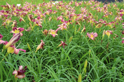  Daglelie (Hemerocallis 'Autumn Red')