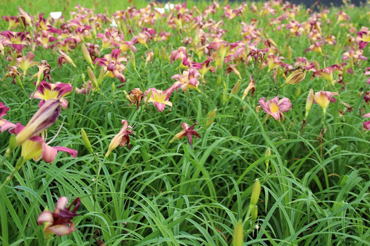  Daglelie (Hemerocallis 'Autumn Red')