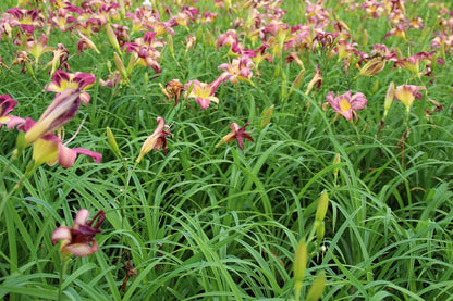 Daglelie (Hemerocallis 'Autumn Red')