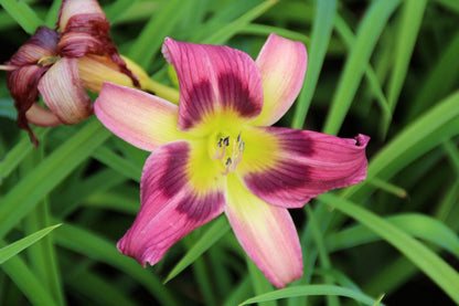  Daglelie (Hemerocallis 'Autumn Red')