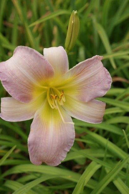  Daglelie (Hemerocallis 'Catherine Woodbury')