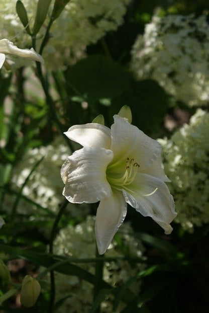  Daglelie (Hemerocallis 'Gentle Shepherd')