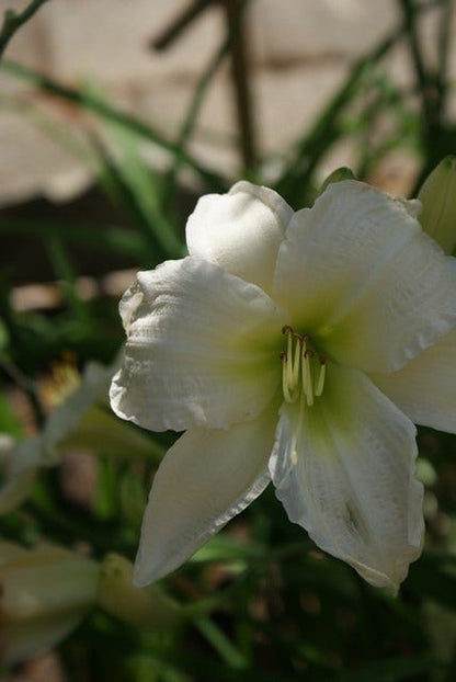  Daglelie (Hemerocallis 'Gentle Shepherd')