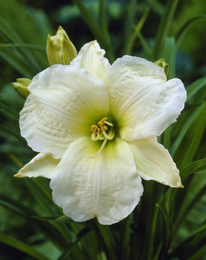 Daglelie (Hemerocallis 'Gentle Shepherd')