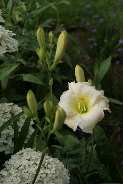  Daglelie (Hemerocallis 'Gentle Shepherd')