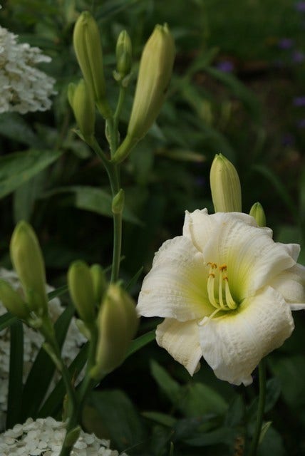 Daglelie (Hemerocallis 'Gentle Shepherd')