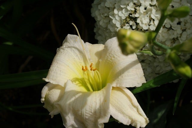  Daglelie (Hemerocallis 'Gentle Shepherd')