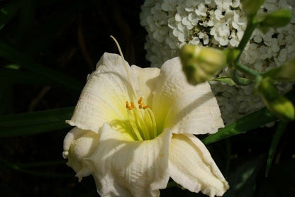  Daglelie (Hemerocallis 'Gentle Shepherd')