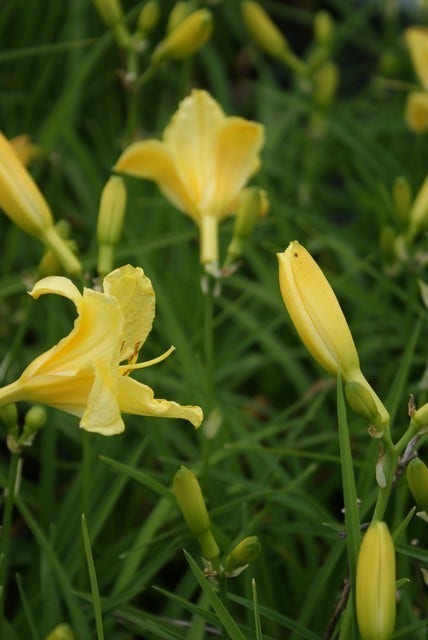 Daglelie (Hemerocallis 'Happy Returns')