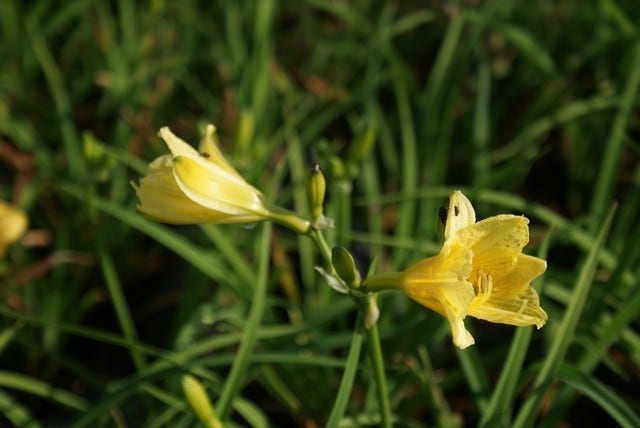 Daglelie (Hemerocallis 'Happy Returns')