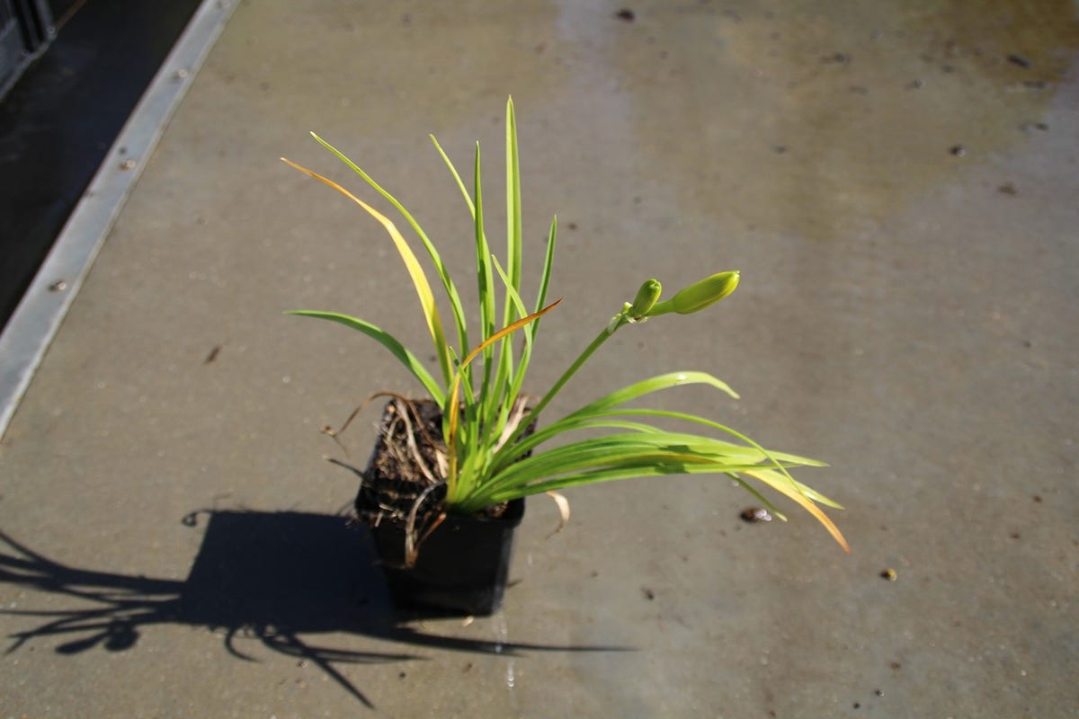 Daglelie (Hemerocallis 'Happy Returns')