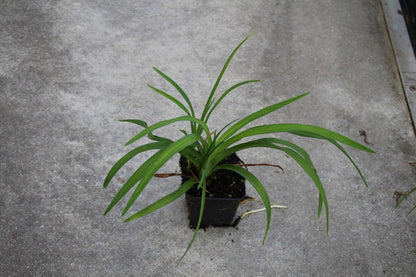  Daglelie (Hemerocallis 'Pardon Me')