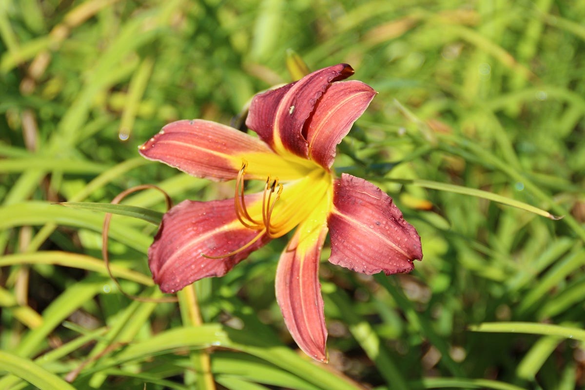  Daglelie (Hemerocallis 'Purple Waters')