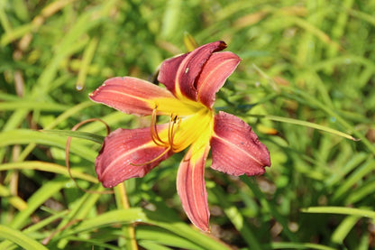  Daglelie (Hemerocallis 'Purple Waters')