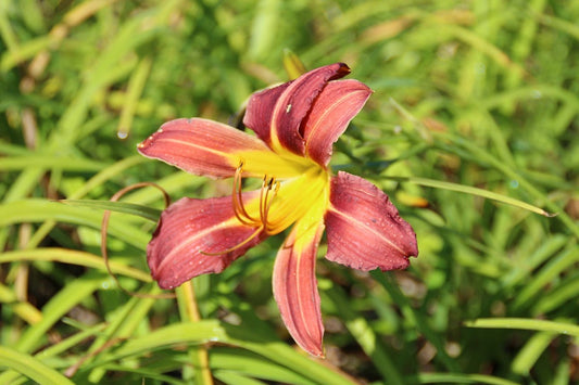  Daglelie (Hemerocallis 'Purple Waters')