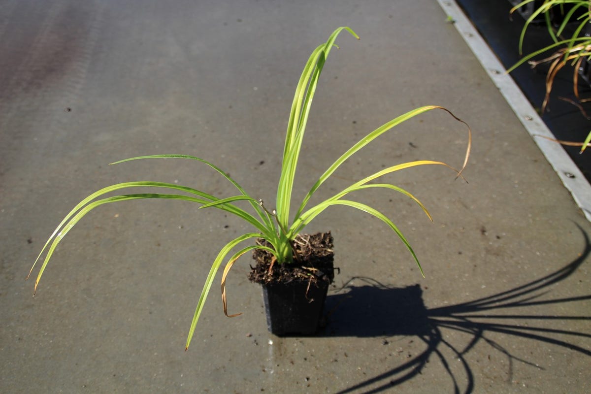  Daglelie (Hemerocallis 'Purple Waters')