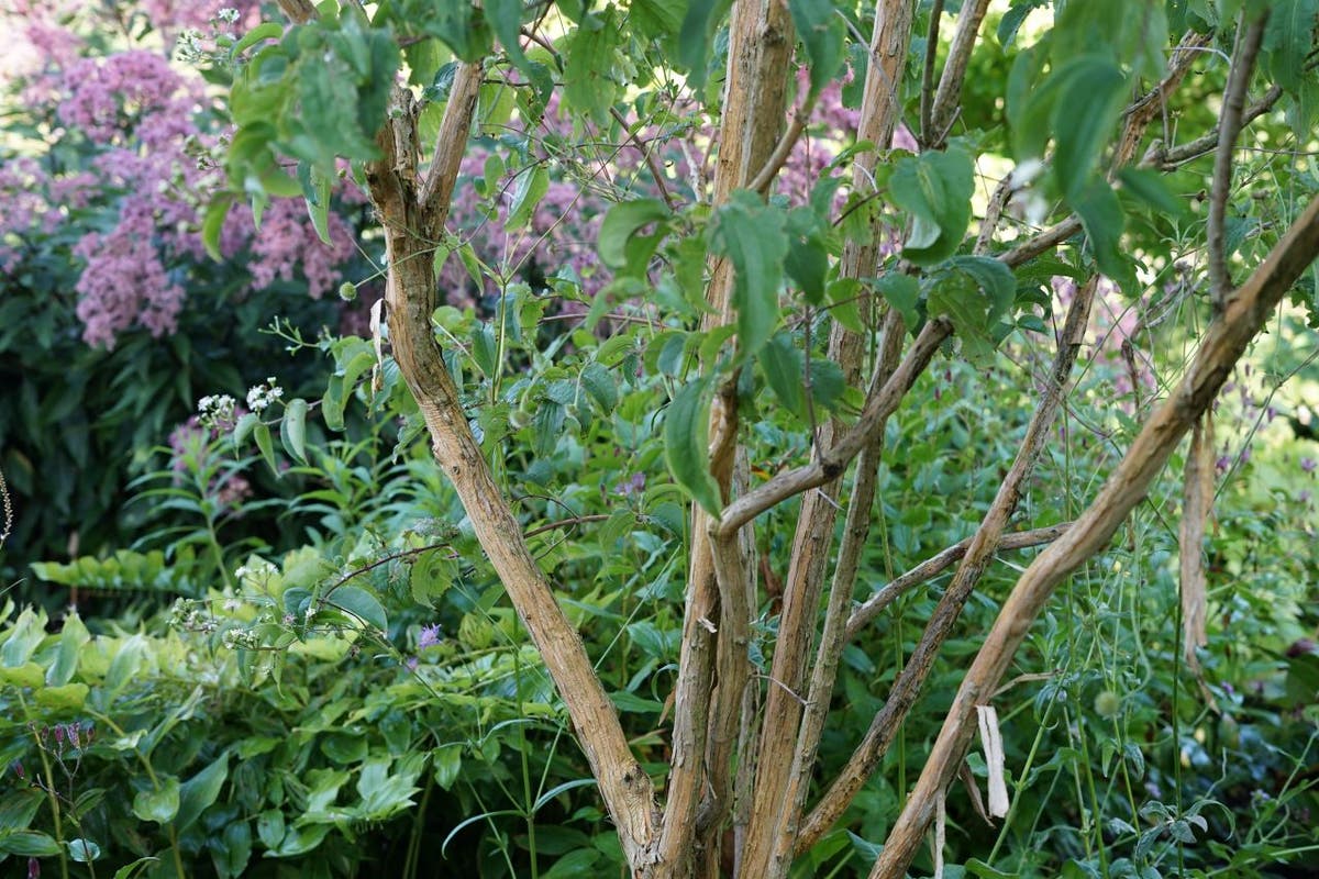  Zevenzonenboom (Heptacodium Miconioides)