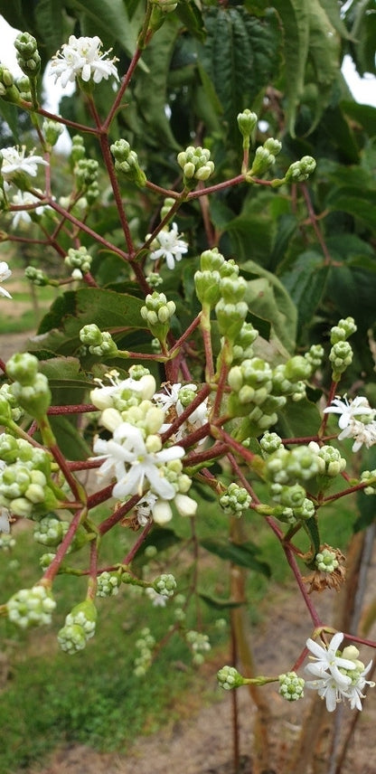  Zevenzonenboom (Heptacodium Miconioides)