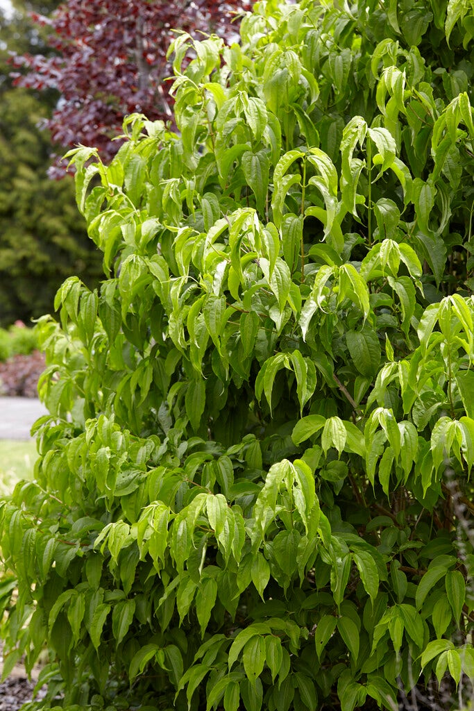  Zevenzonenboom (Heptacodium Miconioides)