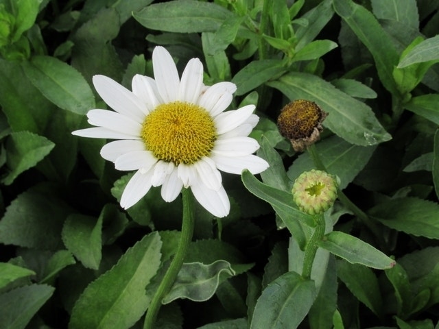 Herfstmagriet (Leucanthemum 'Becky')