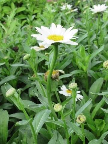  Herfstmagriet (Leucanthemum 'Becky')