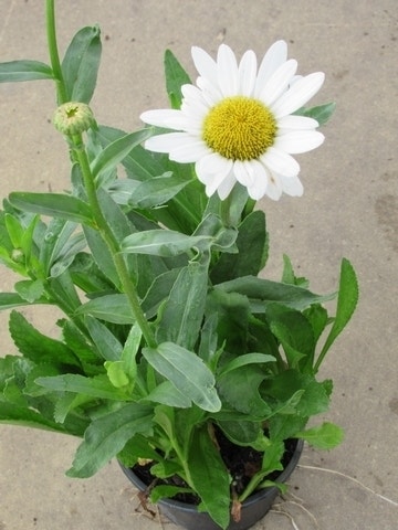 Herfstmagriet (Leucanthemum 'Becky')
