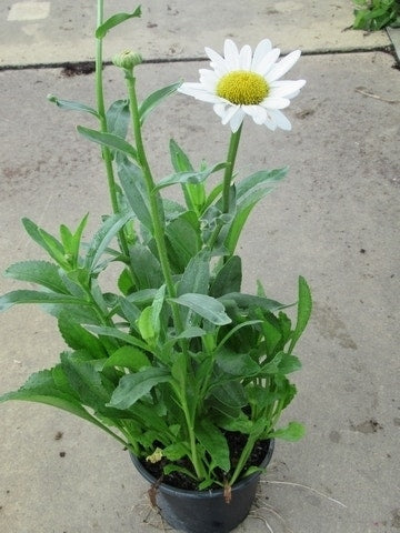  Herfstmagriet (Leucanthemum 'Becky')