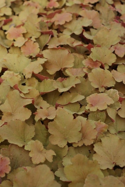  Purperklokje (Heuchera 'Caramel')