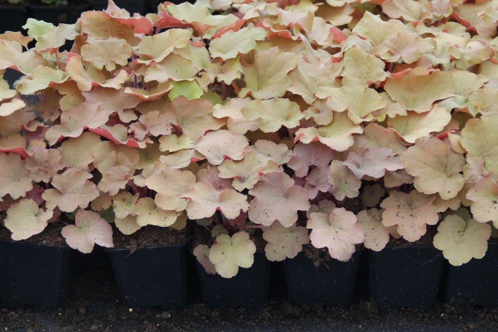  Purperklokje (Heuchera 'Caramel')