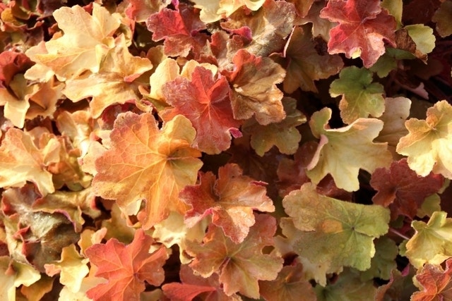  Purperklokje (Heuchera 'Caramel')