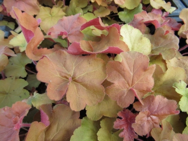  Purperklokje (Heuchera 'Caramel')
