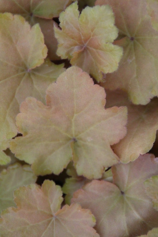  Purperklokje (Heuchera 'Caramel')