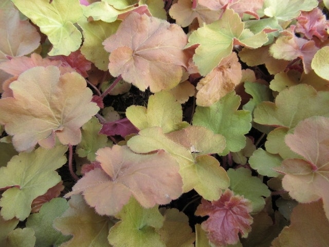  Purperklokje (Heuchera 'Caramel')