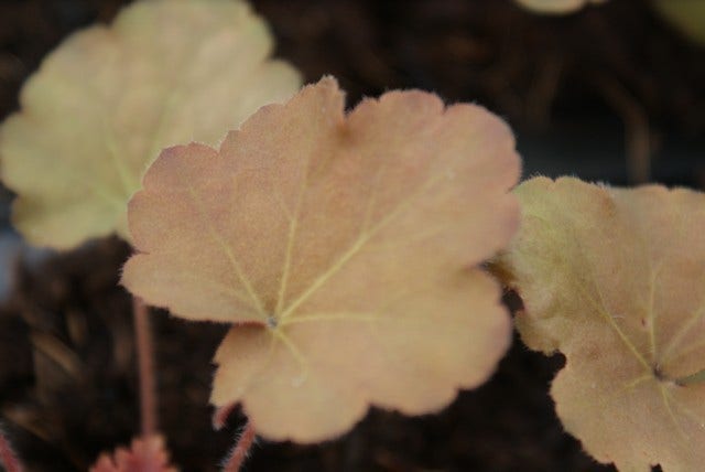  Purperklokje (Heuchera 'Caramel')