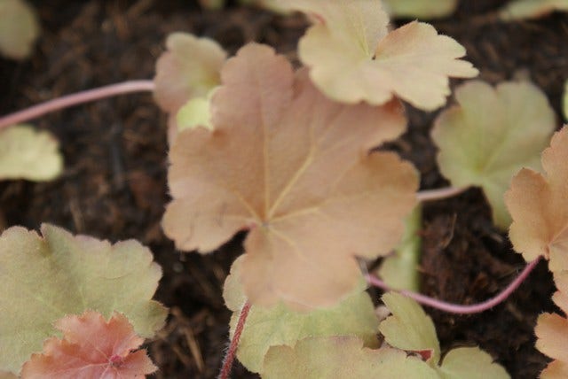  Purperklokje (Heuchera 'Caramel')
