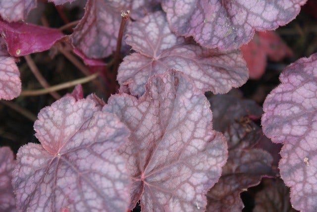  Purperklokje (Heuchera 'Cascade Dawn')