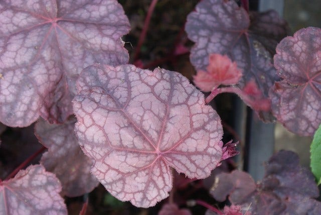  Purperklokje (Heuchera 'Cascade Dawn')