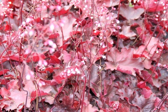  Purperklokje (Heuchera 'Fire Chief')